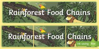 The amazon rainforest, often thought to have been pristine wilderness before the modern era, was once domesticated, and was reclaimed by the wild only in recent centuries, research increasingly suggests. Rainforest Food Chains Display Banner Teacher Made