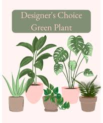 Best Green Plants Kalamazoo Same Day
