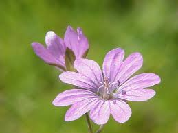 Geranium pyrenaicum - Wikipedia