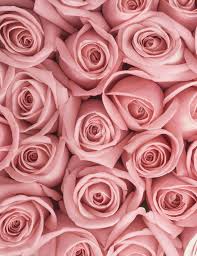 12 por rose color meanings rose