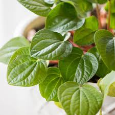 how to care for peperomia plants best