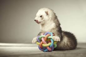 what do ferrets like to play with 15