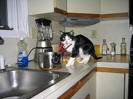 That can mean cats jump onto things in your house you'd like them to avoid. How To Keep Cats Off Kitchen Counters Simple Tips And Guides