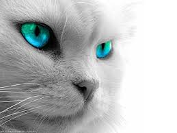 Black Cat Eyes Wallpapers Blue Cat