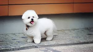 1644 cute puppy wallpaper dog rare