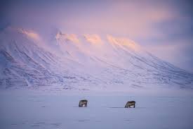 Spitsbergen - Arktyczna wyprawa. Lód, zorze i niedźwiedzie polarne. -  Outway Adventures
