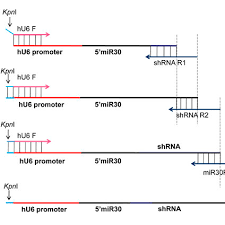 The Flow Chart Of Three Sequential Pcr Steps For