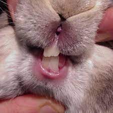 how to check your rabbit s teeth