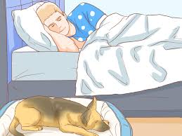 How often should i take my puppy out at night. 3 Ways To Stop Your Dog From Waking You Up At Night Wikihow