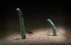 garden eel interesting facts and