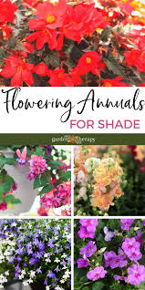 Most shade tolerant trees are small, understory trees that grow naturally in woods openings or along forest edges. Flowers That Grow In The Shade Perk Up Your Garden With These Annuals