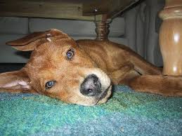 cleaning dog puke on carpet