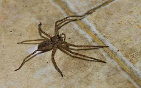 how to keep spiders away from your reno