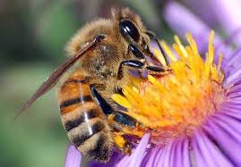 Résultat de recherche d'images pour "abeille"