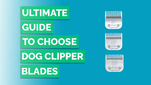 Ultimate Guide To Choose Dog Clipper Blades Crittersitca