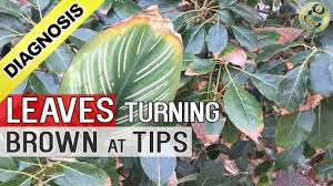 plant leaf drying and brown at tips and