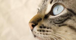 Uveitis in cats is one of the most frequent feline eye problems. Eye Inflammation Anterior Uveitis In Cats Petlifeca