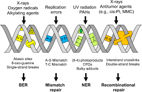 dna damage and dna repair pathways