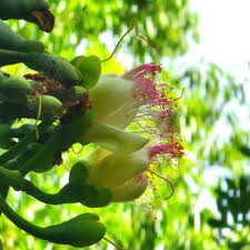 key west tropical forest botanical