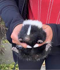 cop scoops up orphaned baby skunks and