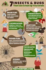 7 insects and bugs that crawl up your