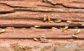 how to get rid of termites the