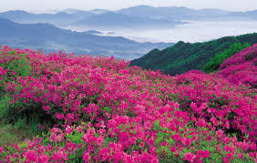 بالصور .. روعة وسحر جمال الطبيعة الوردية | الموقع نيوز