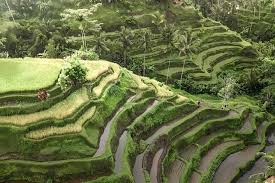 bali tour best attractions in ubud