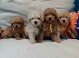 toy poodle puppies in uae