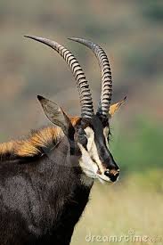 The reasons may range from fighting among themselves for territory, reproducing priority or power, and to protecting themselves from predators. Sable Antelope Portrait African Antelope Africa Wildlife African Animals