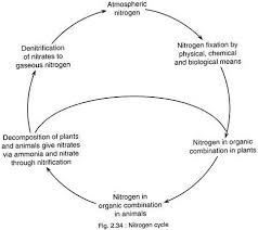 Essay On The Nitrogen Cycle