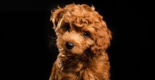 mini labradoodle dog breed complete