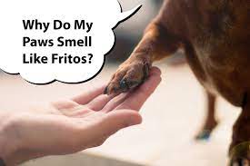 paws smell like fritos