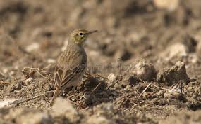 Tawny pipit (anthus campestris) lives in open dry habitats, from sand dunes, sandy heaths, dry grassland and clearfelled areas to artificial habitats such as gravel pits. Tawny Pipit Anthus Campestris Stock Image Image Of Asia Anthus 138259251