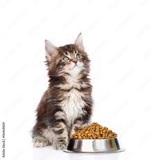 maine kitten sitting with a bowl