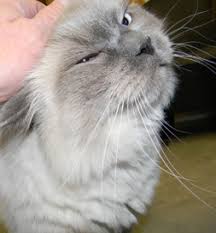 Here an adoptions attendant will help you find the right pet for your household and lifestyle. Happy Tail Bath Loving Cat Is A Rag Doll Petfinder