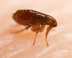 how can i get rid of fleas in my home