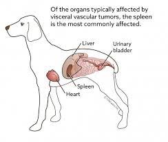 How is liver cancer diagnosed in dogs? Visceral Vascular Tumors Vca Animal Hospital
