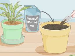 how to get rid of gnats in houseplants