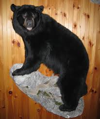 bear taxidermy mounts black bear mounts
