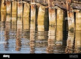 wooden dock pilings reflecting off the