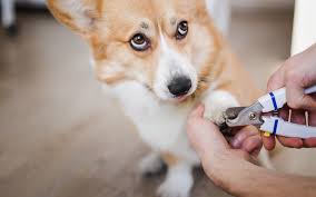 dog nail maintenance is essential to health