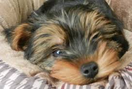 Teacup yorkie puppy for sale in vancouver, british columbia. Yorkshire Terrier Information Center Yorkie Growth Chart