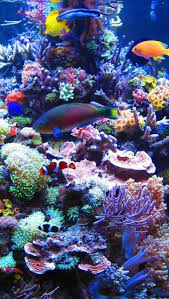 aquarium iphone wallpapers top free