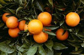 how to grow and care for orange trees