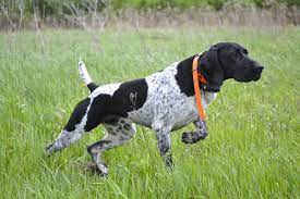 Puppies guaranteed for genetic disease. Willow Creek Kennels Dog Training German Shorthaired Pointers