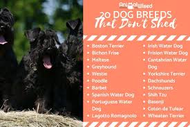 20 dog breeds that don t shed hair