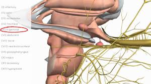 Cranial Nerves Basics 3d Anatomy Tutorial