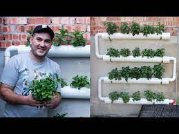 hydroponics counter top herb garden