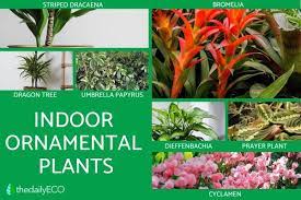 ornamental plants types photos and